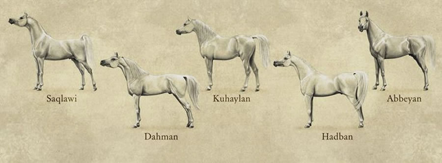 Al Khamsa-zacetnice pet linija Arapskih konja