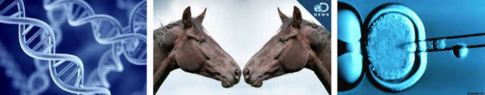 Kloniranje konja-
