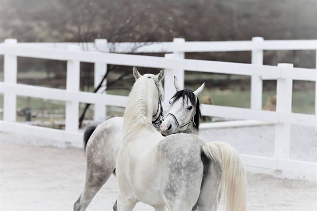 Monarh i Athena Ranc za konje Lazy Horse, Sarajevo