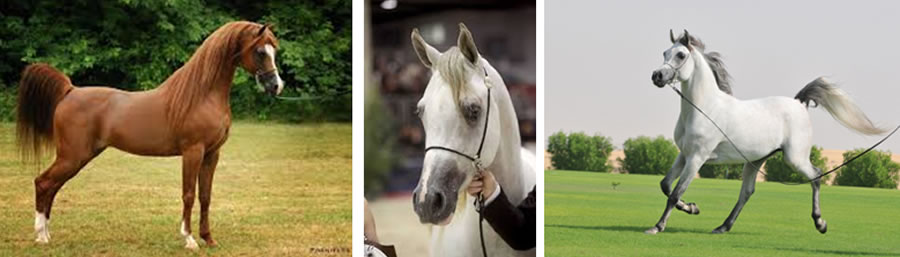 Pet glavnih karakteristika Arapskog konja: glava, vrat, trup, leđa i rep