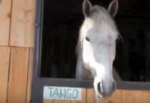 Tango