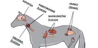 ednokrine zlijezde konja