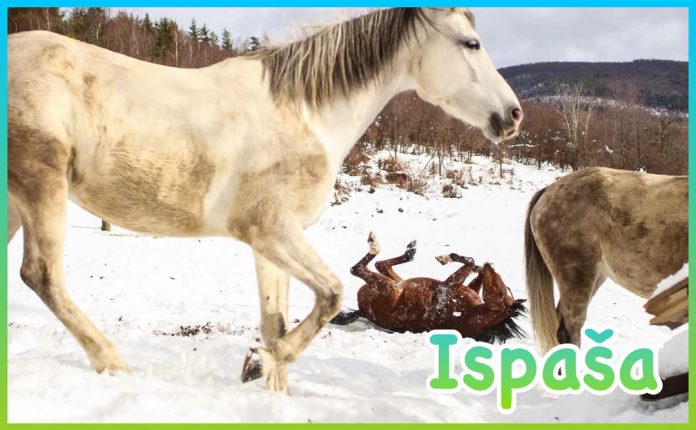 Ispasa Ispasa
