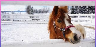 Ponies